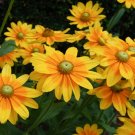 25 Fresh Flower Seed  Prairie Sun Rudbeckia  Seed   #ABG1