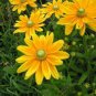 25 Fresh Flower Seed Prairie Sun Rudbeckia Seed #ABG1