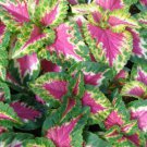 40  Fresh  Flower Seed Wizard Rose Coleus easy to grow  #ABG1
