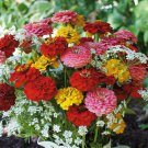 Flower Seed Oklahoma Zinnia,50 seeds great for your garden #ABG1