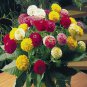 Flower Seed Oklahoma Zinnia,50 seeds great for your garden #ABG1