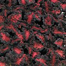 Fresh Flower  Black Dragon Coleus seeds 40 Seeds   #ABG1