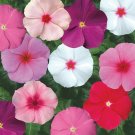 40 Seeds Fresh  Flower  Sunstorm Vinca Mixture Seed  #ABG1