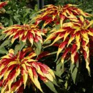 Flower Seed  Tri Color Splendens Joseph's Coat Amaranthus,40 Seeds  #ABG1