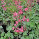 40  Fresh Flower Seed Heuchera Bressingham Hybrids Cora Bells easy to grow   #ABG1