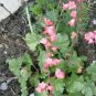 40 Fresh Flower Seed Heuchera Bressingham Hybrids Cora Bells easy to grow #ABG1