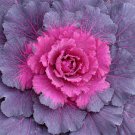 40  Fresh  Flower Seed Ornamental Cabbage Osaka Red   #ABG1
