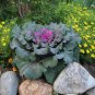 40 Fresh Flower Seed Ornamental Cabbage Osaka Red #ABG1