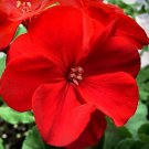 12  Fresh flower Seed Saturn Red Flare Geranium ready to plant  #ABG1
