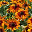 40  Fresh  Flower Seed  Rudbeckia Cappucino   #ABG1