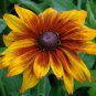 40 Fresh Flower Seed Rudbeckia Cappucino #ABG1