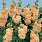 Flower Seed Peaches N Dreams Hollyhock,40 Seeds Fresh Seed easy to grow  #ABG1