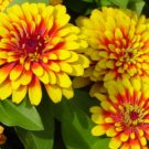 20  Fresh  Flower Seed Scarlet & Yellow Swizzle Zinnia great for your garden #ABG1