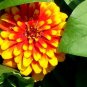 20  Fresh  Flower Seed Scarlet & Yellow Swizzle Zinnia great for your garden #ABG1