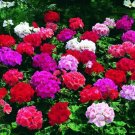 12   Flower Seed Geranium whte Orbit Series  Fresh Seed #ABG1