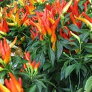12 Fresh Seed Medusa Ornamental Pepper easy to grow #ABG1