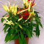 12 Fresh Seed Medusa Ornamental Pepper easy to grow #ABG1