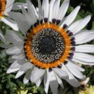 50  Fresh Seed Flower Seed Zulu Prince Venidium Seeds  easy to grow  #ABG1