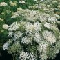 Fresh Flower Seed Graceland Ammi 40 Seeds ready to plant  #ABG1