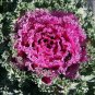 Fresh Flower Seed Ornamental Kale Red Nagoya, 40 Seeds great for your garden #ABG1
