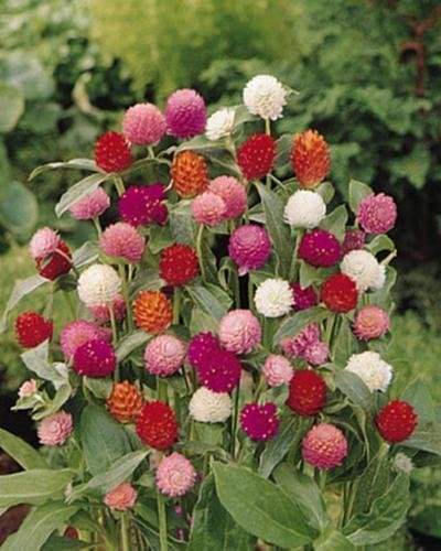 Fresh Flower higro Mix Gomphrena Seeds, 40 Seeds Seed ready to plant  #ABG1