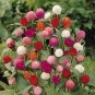 Fresh Flower higro Mix Gomphrena Seeds, 40 Seeds Seed ready to plant  #ABG1