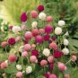 Fresh Flower higro Mix Gomphrena Seeds, 40 Seeds Seed ready to plant  #ABG1