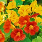 Flower  Jewel Mix Nasturtium seeds, 40 Fresh Seed  for your great garden  #ABG1