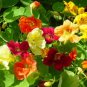 Flower Jewel Mix Nasturtium seeds, 40 Fresh Seed for your great garden #ABG1