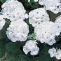 12  Fresh Flower Seed Maverick White Geranium easy to grow  #ABG1