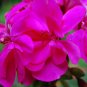 12  Fresh Seed Maverick Violet Geranium  #ABG1