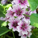 40   Fresh Seed  Flower  Zebrina Malva easy to grow  #ABG1