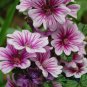 40   Fresh Seed  Flower  Zebrina Malva easy to grow  #ABG1