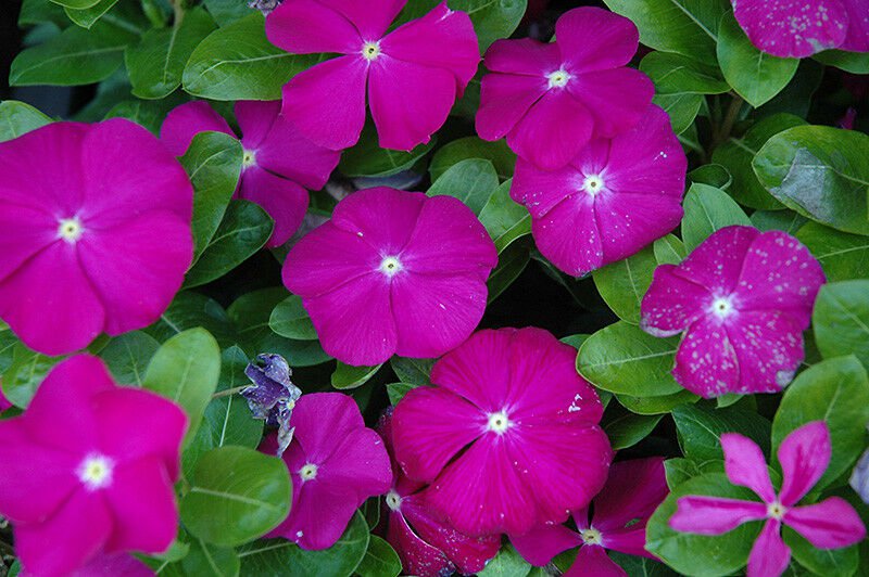 Flower Seed Sunstorm Vinca Deep Lilac,40 Fresh Seed #ABG1