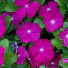 Flower Seed Sunstorm Vinca Deep Lilac,40 Fresh Seed #ABG1