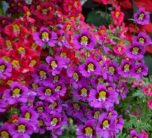 40  Fresh Seed Flower  Angels Wings Schizanthus ready to plant  #ABG1