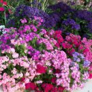 Grandiflora Phlox 100 Fresh Flower Seed #ABG1