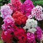 Grandiflora Phlox 100 Fresh Flower Seed #ABG1