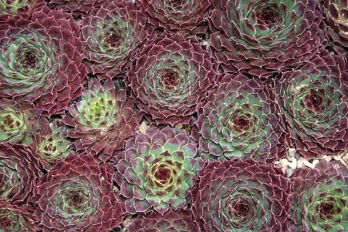 40  Fresh Flower Seed  Sempervivum Hens&Chicks Hardy Species Mix Seeds  #ABG1
