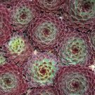 40  Fresh Flower Seed  Sempervivum Hens&Chicks Hardy Species Mix Seeds  #ABG1