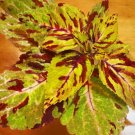 Flower Seed  Wizard Mosaic Coleus  40  Fresh Seed easy to grow  #ABG1