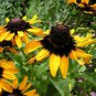 Flower  Rudbeckia Sonora, 40  Fresh Seed easy to grow  #ABG1