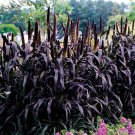 10 Fresh Flower Seed Ornamental Millet  ready to plant #ABG1