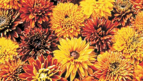 50 Fresh  Flower Seed Cherokee Sunset Rudbeckia #ABG1