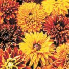 50 Fresh  Flower Seed Cherokee Sunset Rudbeckia #ABG1
