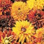 50 Fresh  Flower Seed Cherokee Sunset Rudbeckia #ABG1