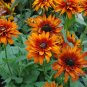 50 Fresh  Flower Seed Cherokee Sunset Rudbeckia #ABG1