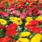 Flower Seed Jaguar Mix Gerbera,10  Fresh Seed ready to plant #ABG1