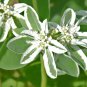 Flower Seed Kilimanjaro Euphorbia,25 Fresh Seed #ABG1