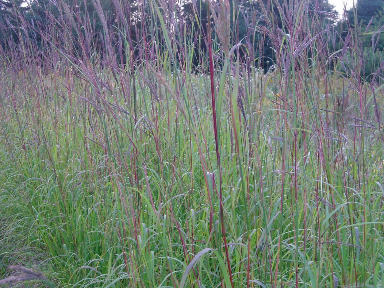 100  Fresh Seed  Ornamental Grass Big Bluestrem Ornamental   #ABG1